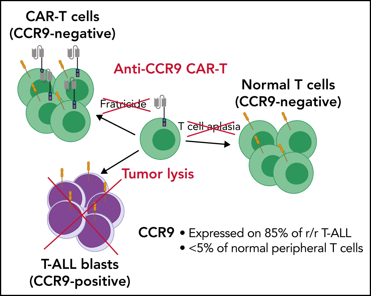 CCR9 CAR-T graphical abstract
