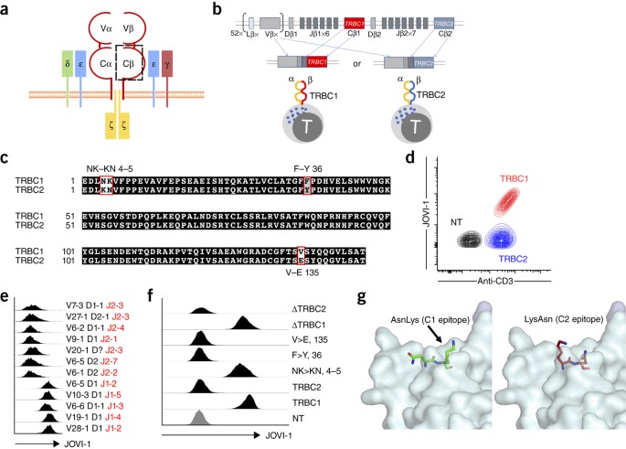 TRBC1 targeting - Nature Medicine 2017