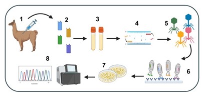 VHH nanobody phage display workflow